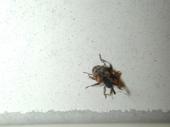 Conotrachelus anaglypticus