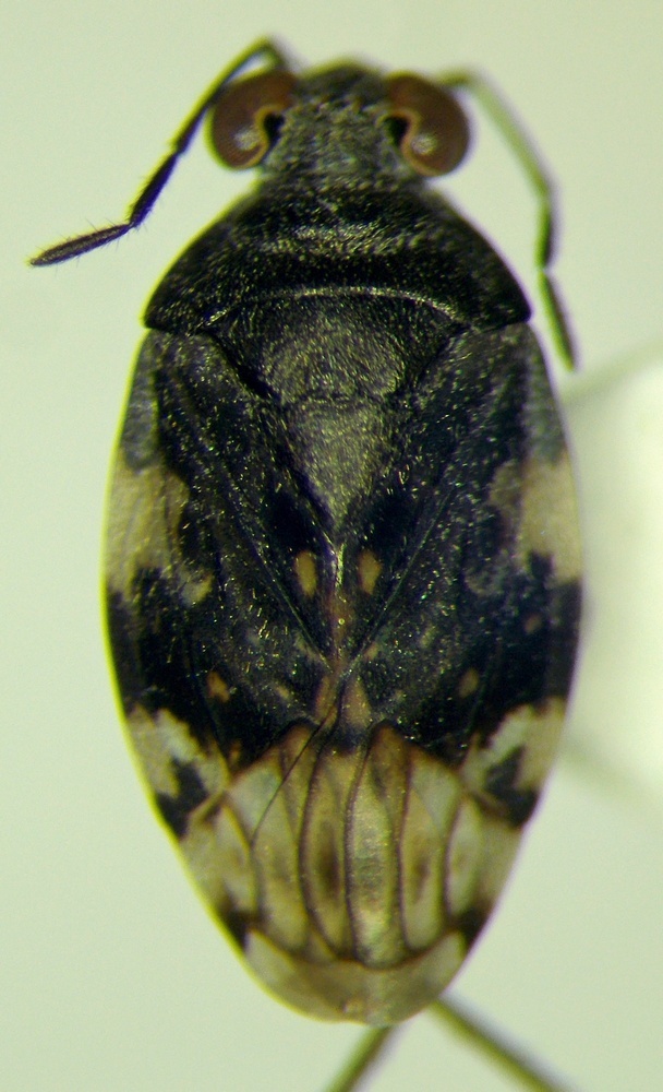 Saldula melanoscela