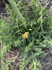 Afrosciadium magalismontanum
