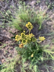 Afrosciadium magalismontanum