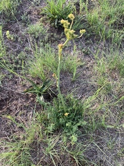 Afrosciadium magalismontanum
