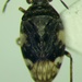 Saldula melanoscela - Photo (c) Konstantin Grebennikov, algunos derechos reservados (CC BY), subido por Konstantin Grebennikov