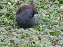 Porphyriops melanops