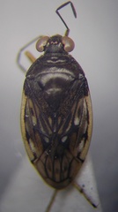 Saldula opacula