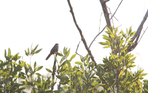 Zapata Wren (Ferminia cerverai), photo 10