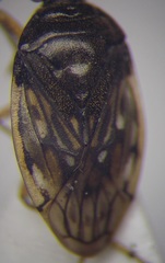 Saldula opacula