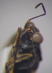 Saldula opacula