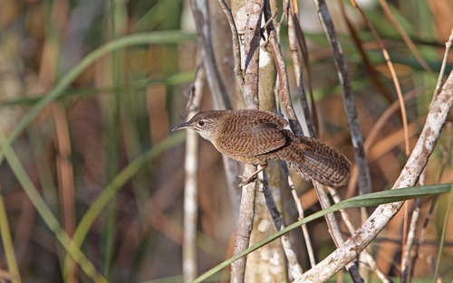 Zapata Wren (Ferminia cerverai), photo 3
