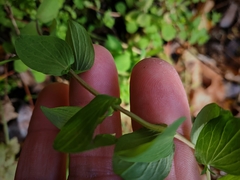 Hypericum tetrapterum