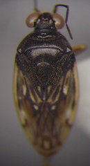 Saldula opacula