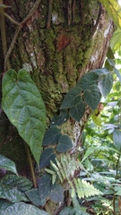 Ficus villosa