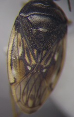Saldula opacula