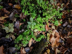 Hypericum tetrapterum
