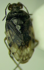 Saldula pallipes