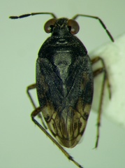 Saldula pallipes