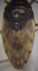 Saldula pallipes
