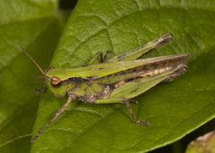 Orphulella punctata