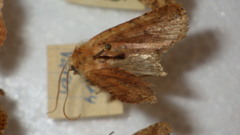 Conistra rubiginea