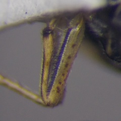 Saldula pallipes