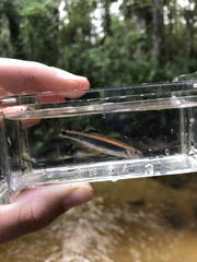 Pteronotropis metallicus