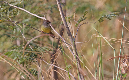 Zapata Sparrow