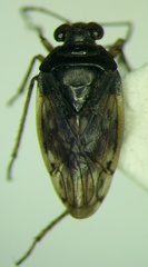 Saldula pallipes