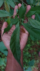 Ficus sinuata