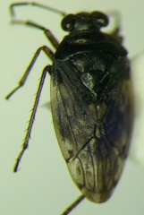 Saldula pallipes