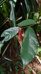 Ficus sinuata
