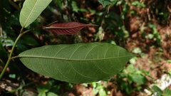 Ficus sinuata