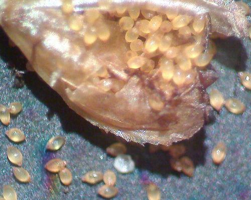 Xyris jupicai
