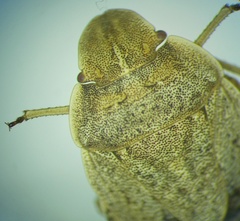 Sciocoris cursitans