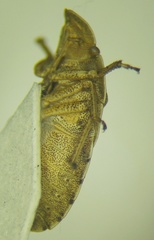 Sciocoris cursitans