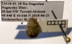 Sciocoris deltocephalus