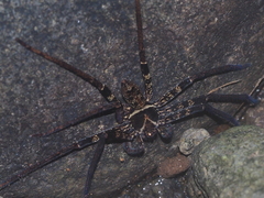 Heteropoda tetrica