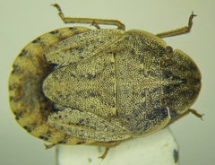 Sciocoris deltocephalus