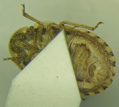 Sciocoris deltocephalus