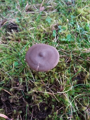 Entoloma infula