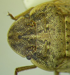 Sciocoris deltocephalus