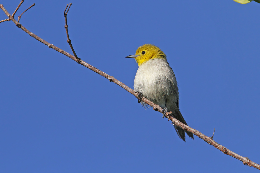 Yellow-headed Warbler photo