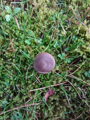 Entoloma infula