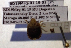 Sciocoris macrocephalus