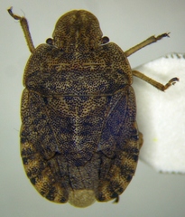 Sciocoris macrocephalus