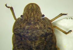 Sciocoris macrocephalus