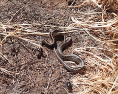 Galvarinus chilensis