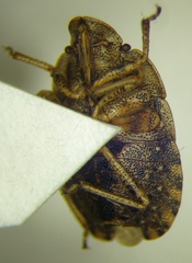 Sciocoris macrocephalus