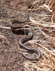 Galvarinus chilensis