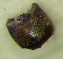 Sciocoris macrocephalus