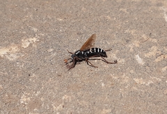 Mitrodetus dentitarsis