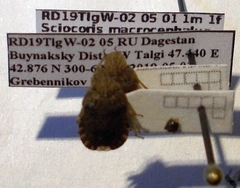 Sciocoris macrocephalus